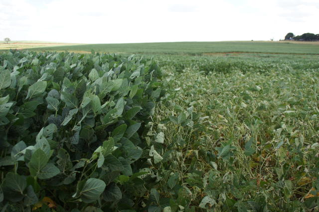 A revolução no campo e os 50 anos da Embrapa Soja